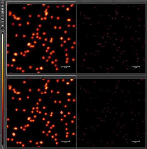 23 nm beads labeled with ATTO647N (top two images) and Alexa 594. Confocal images on the left, 775 nm STED images on the right.