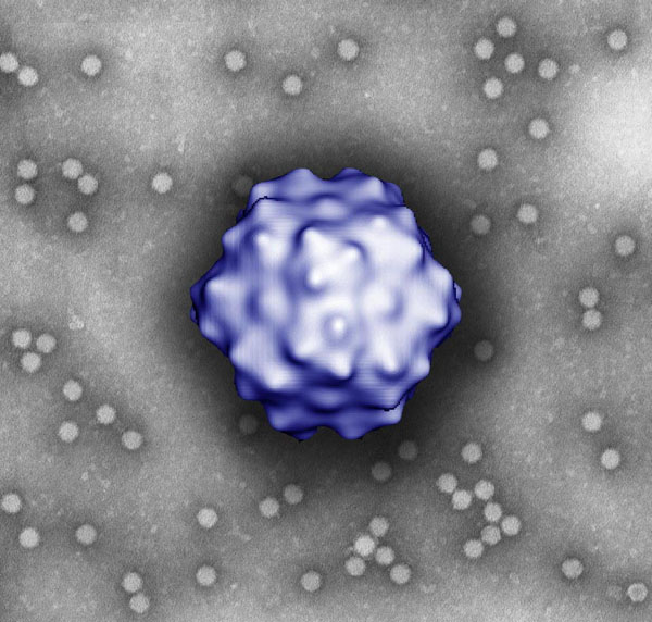 Adeno associated virus