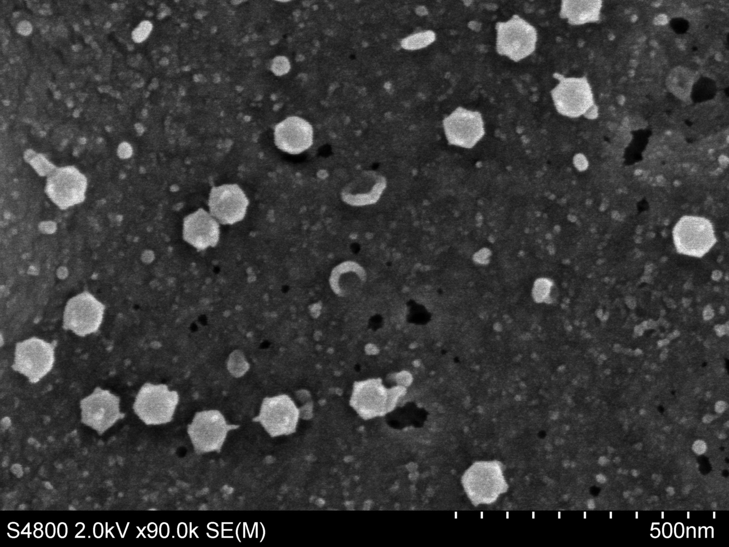 Adenovirus Infecting Cell Image by- Michael Welsh & Tom Moninger