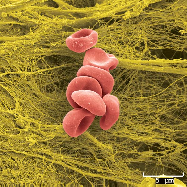 Blood Cells Image by- CMRF