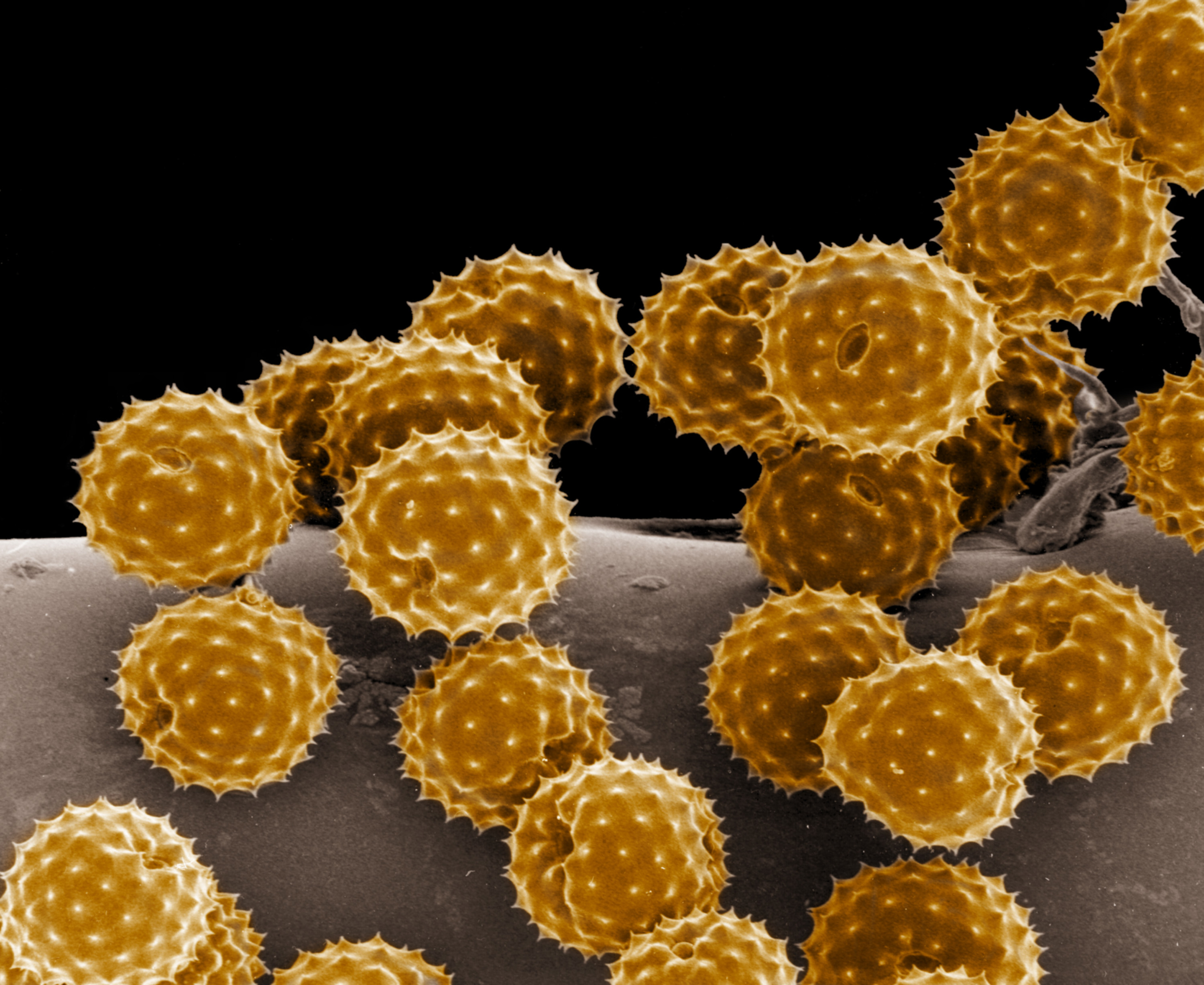 Color pollen