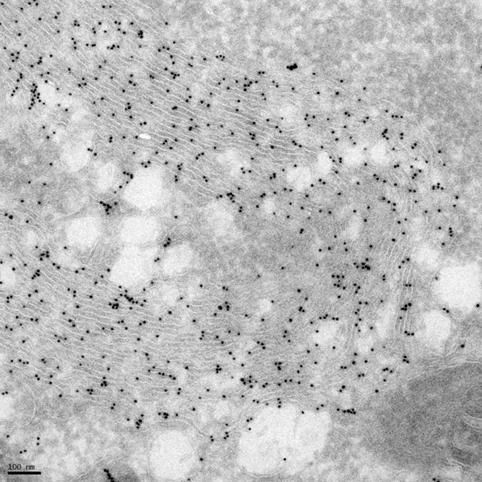 Cryoultrathin Section-Vero E6 Cells were Infected with rSARS-CoV-Δ6, p6-GFP Labeled with 10nm Gold (6-GFP-1h-0037) (TEM)