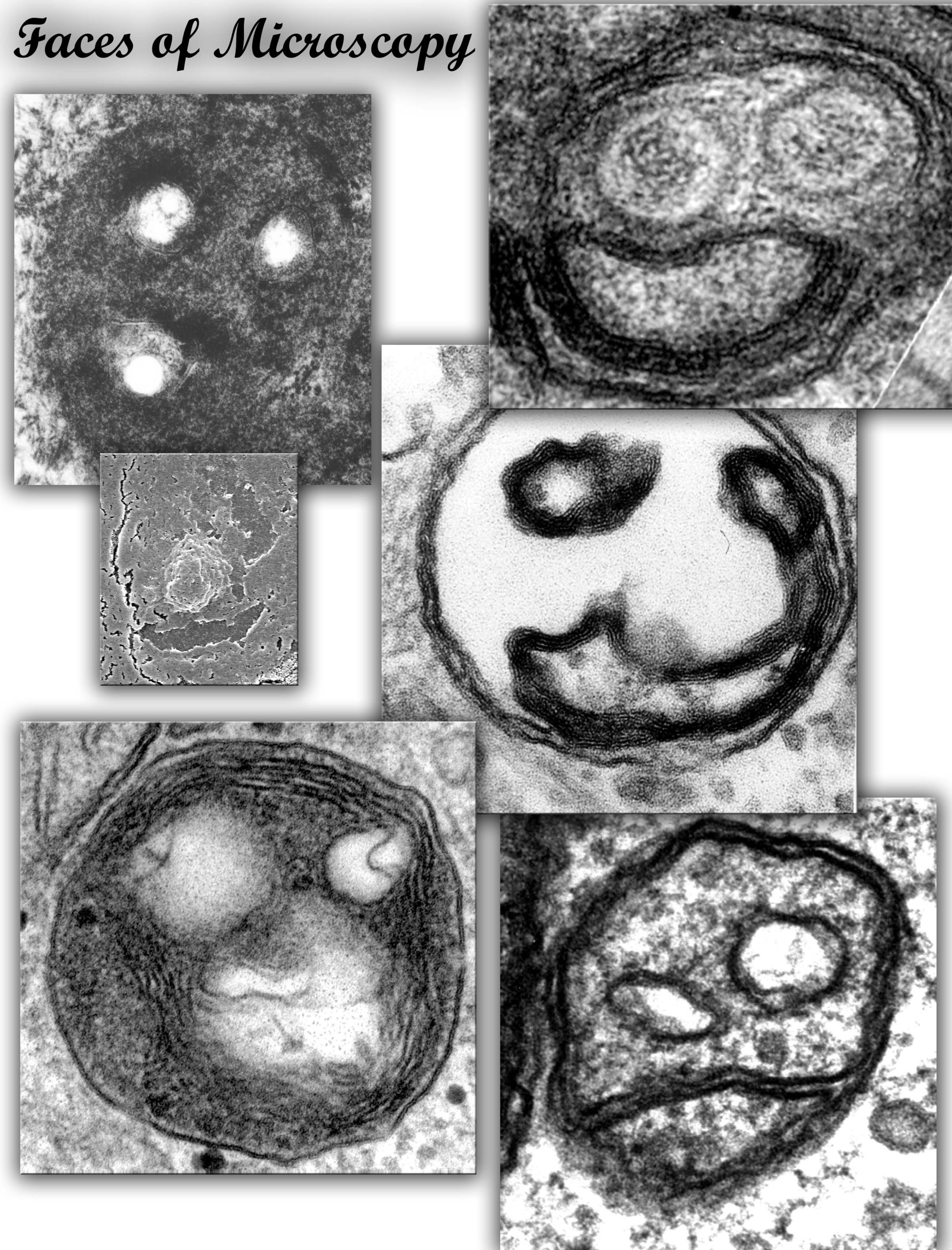 faces