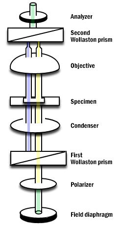 light7