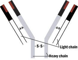 Diagram of an antibody structure with labeled light and heavy chains connected by disulfide bonds (S-S), illustrating the Y-shaped molecular configuration.