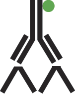 Schematic diagram comparing direct and indirect immunolabeling methods, showing a single antibody with a visible marker for direct labeling and a two-step process with primary and secondary antibodies for indirect labeling.