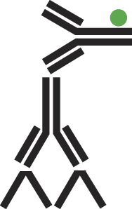 Schematic diagram illustrating indirect immunolabeling and multiple labeling, showing primary and secondary antibodies with distinct markers used to localize multiple antigens simultaneously.