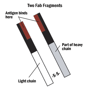 Diagram of two Fab antibody fragments showing antigen binding sites at the red-tipped regions, with labels for light chain, part of heavy chain, and disulfide bond (S-S) connection.