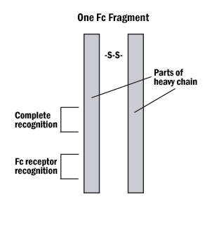 Diagram of one Fc antibody fragment showing two heavy chain sections connected by a disulfide bond, with labeled regions for complete recognition and Fc receptor recognition.