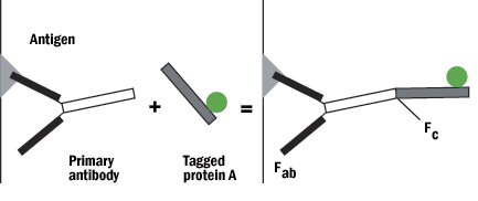 Diagram showing antigen binding to a primary antibody, followed by interaction with tagged protein A, highlighting Fab and Fc regions of the antibody.