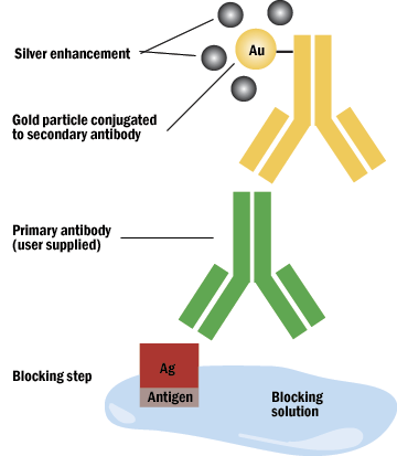 Diagram of silver enhancement in immunoassays showing antigen (Ag) bound to a primary antibody, with gold-conjugated secondary antibody and blocking solution used to amplify signal.