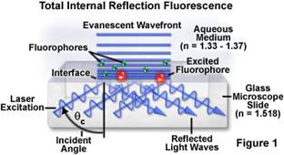 Diagram of Total Internal Reflection Fluorescence showing laser excitation at a critical angle (θc) within a glass microscope slide, generating evanescent wavefronts that excite fluorophores near the interface with an aqueous medium.