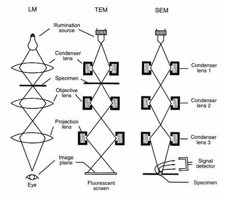 scanning electron microscope block diagram