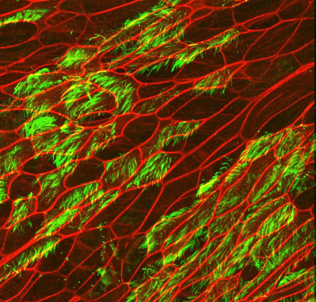The sample is a fully differentiated (28 Day) airway epithelial monolayer culture on Air Liquid Interface (ALI)