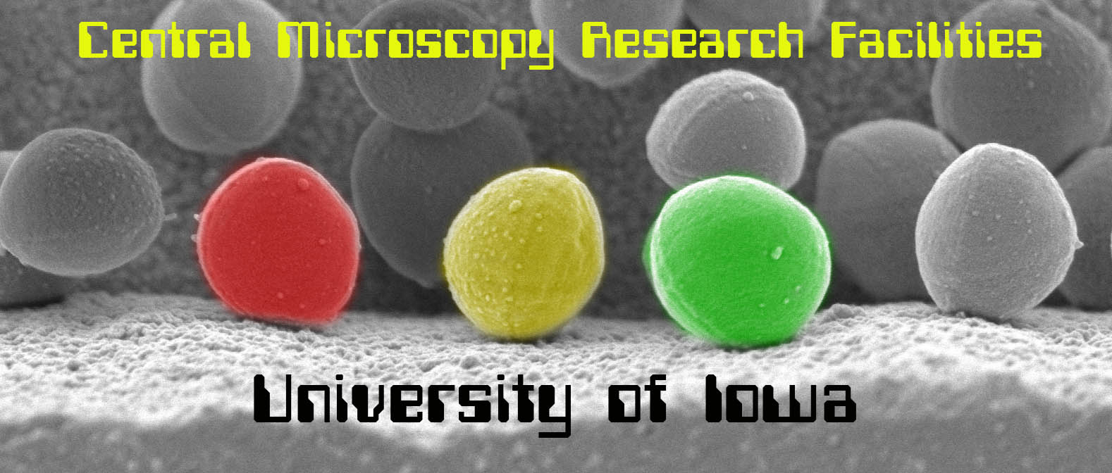 SEM image of Staphylococcus bacteria SEM image of Staphylococcus bacteria