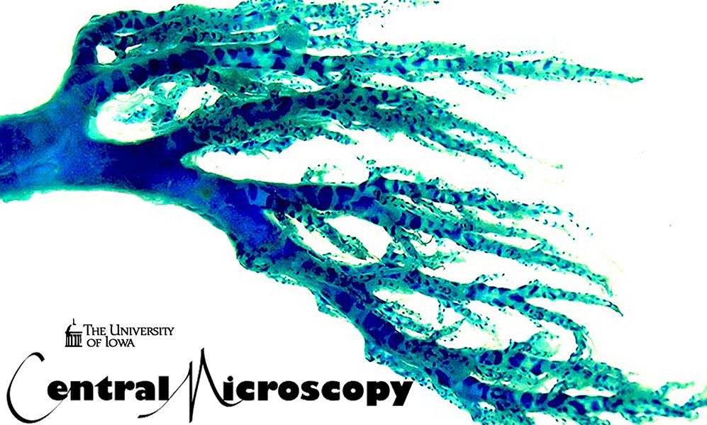 Central Microscopy Research Facility Central Microscopy Research Facility